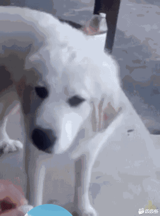 meme dog_dislike